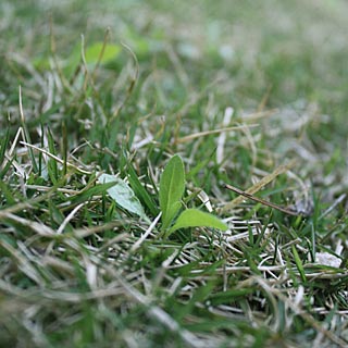 芝生の除草 美しい緑色の芝生には除草作業が必要不可欠です 芝生の手入れと育て方 芝生ガーデニング
